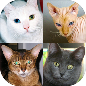 Cats Quiz - Guess Photos of All Popular Cat Breeds