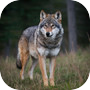 The Wild Wolf Life Simulator 1icon