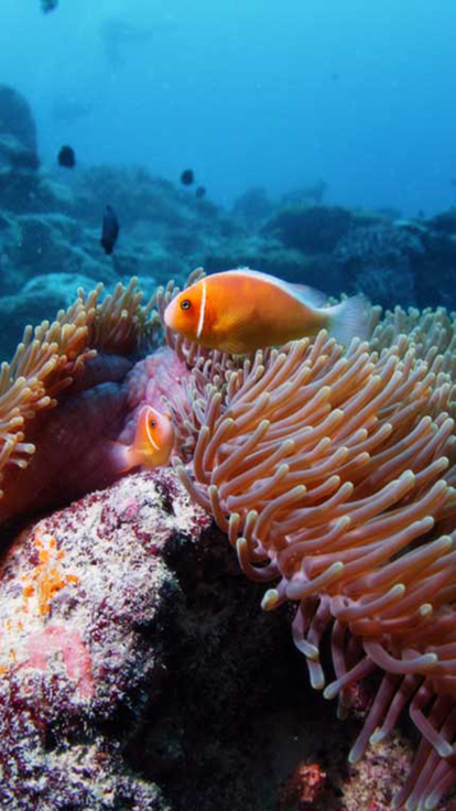 Landscapes of the sea游戏截图