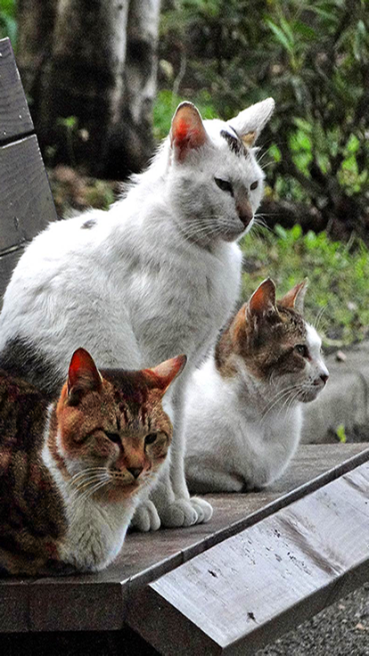 Aha-Experience Landscapes of the cat游戏截图