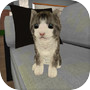 Kitty Cat Simulatoricon