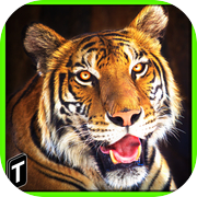 Super Tiger Sim 2017