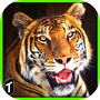 Super Tiger Sim 2017icon