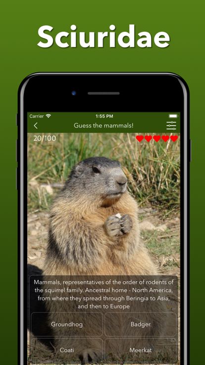 动物园之星 - 动物派对 - 动物模拟器 - 可爱游戏游戏截图