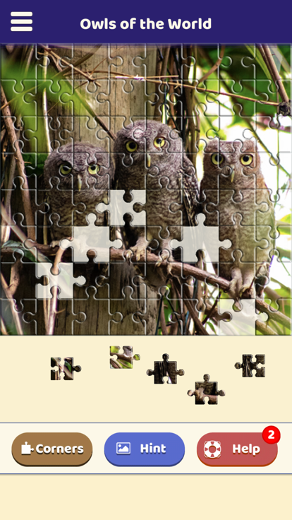 Owls of the World Puzzle游戏截图