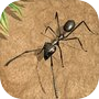 蚂蚁 昆虫 生命 生存 战争icon