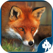 Fox Jigsaw Puzzles