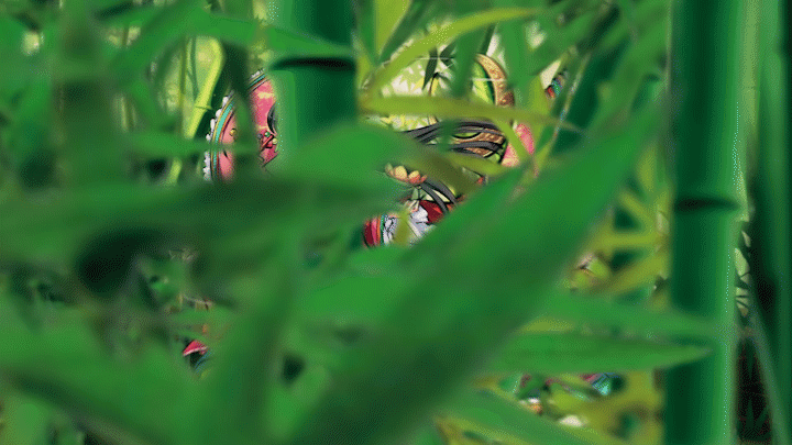 【姬神研究院】竹林之畔，辉夜光华，小八带你探索森罗秘境——野生的竹林！