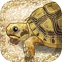 Tortoise Aquarium Freeicon