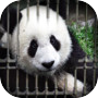 Can You Escape - Baby Pandaicon