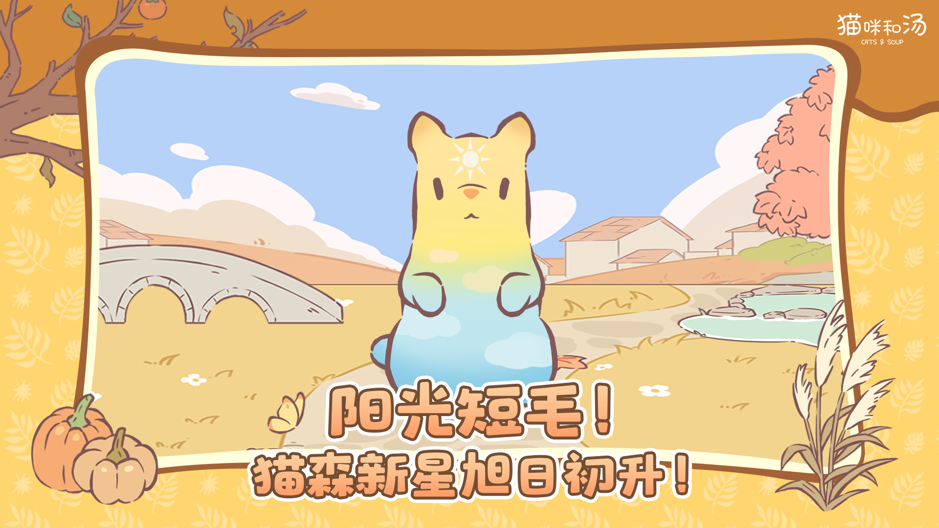 阳光短毛！猫森新星旭日初升！