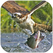 Sea Eagle Survival : Open Water Fish Huntingicon
