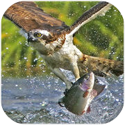 Sea Eagle Survival : Open Water Fish Hunting