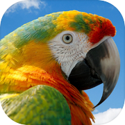 Birds Quiz and Learn