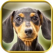 The Lost Dachshund
