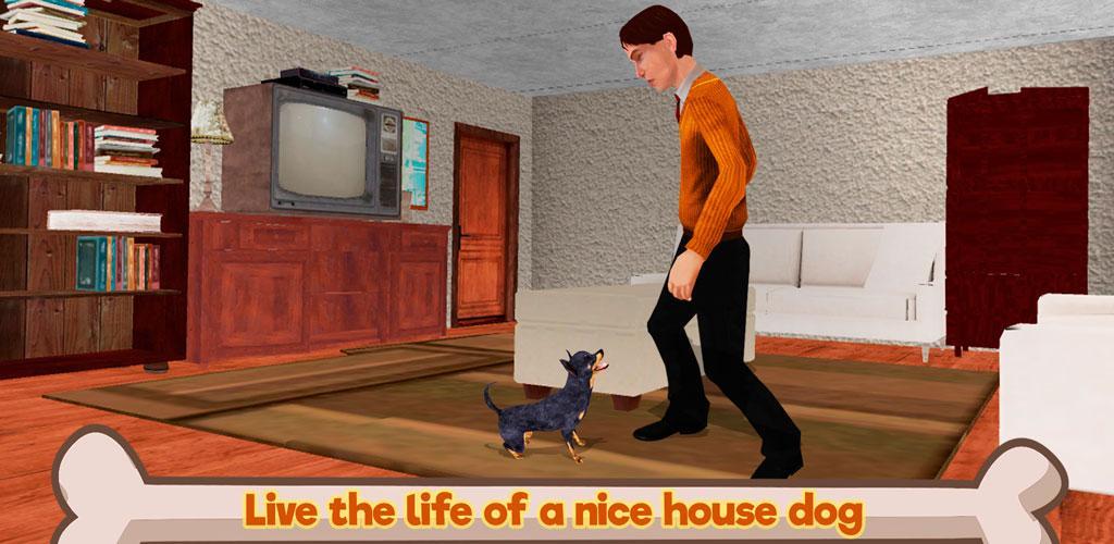 Chihuahua Dog Simulator 3D游戏截图