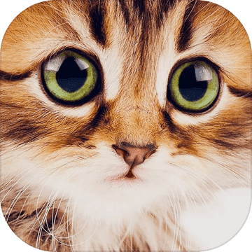 可爱的小猫猫壁纸和背景 Pre Register Download Taptap