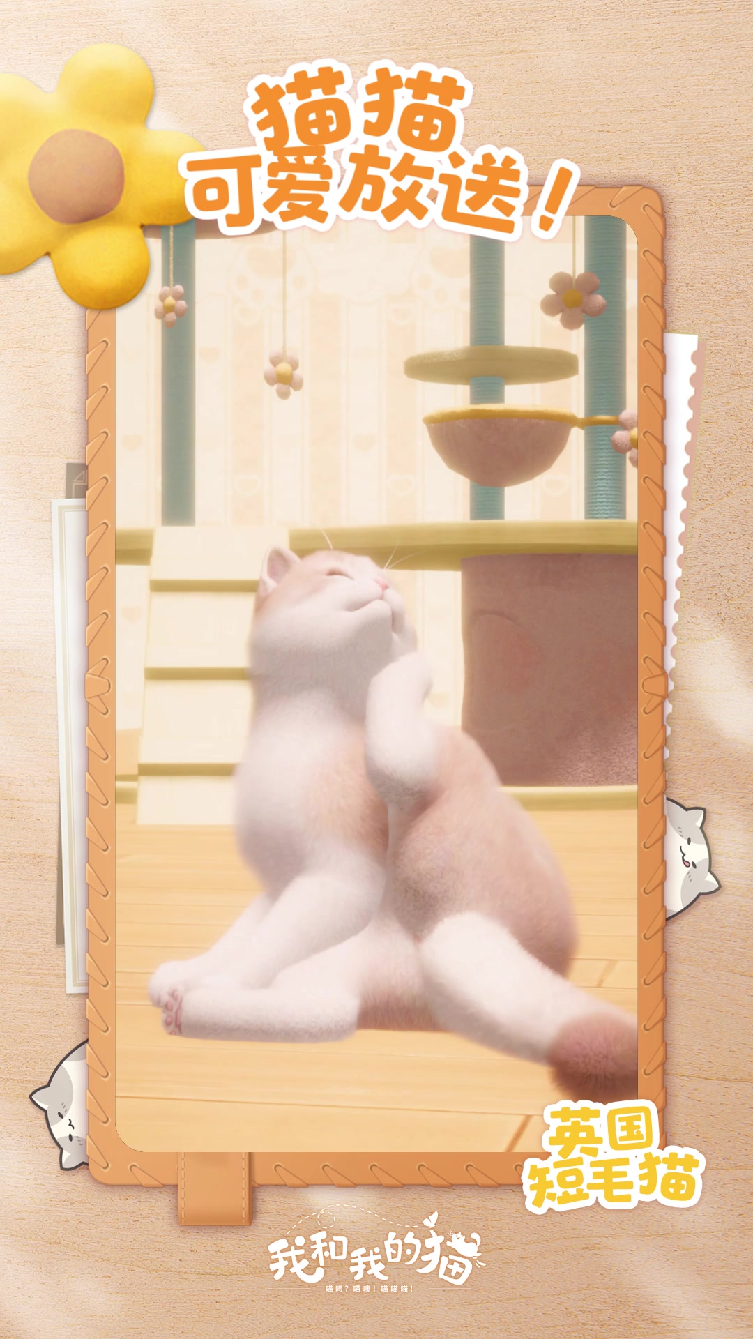 《喵喵百科》第三期——英国短毛猫