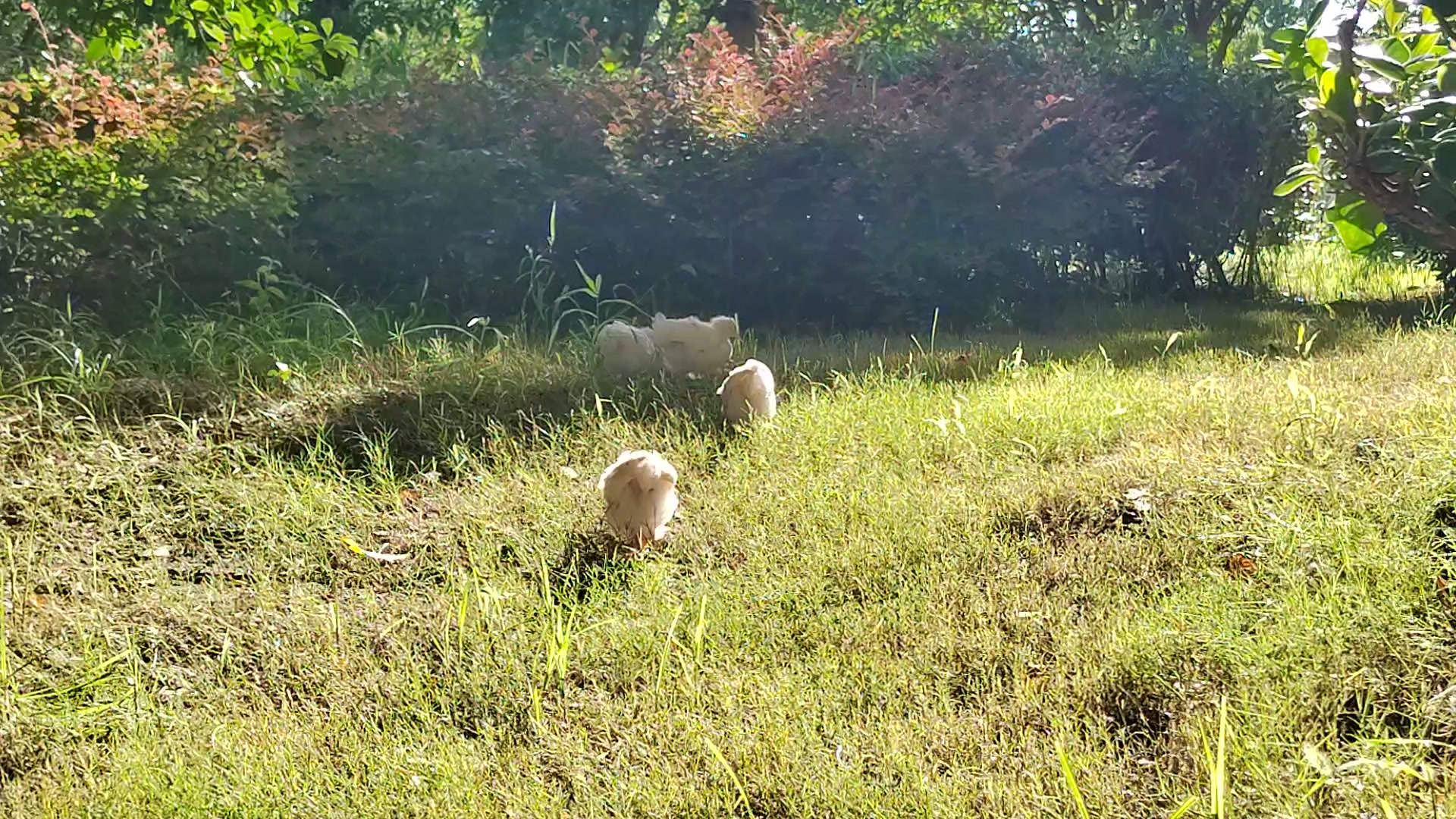 家里养呢小鸡🐥🐥🐥🐥🐥