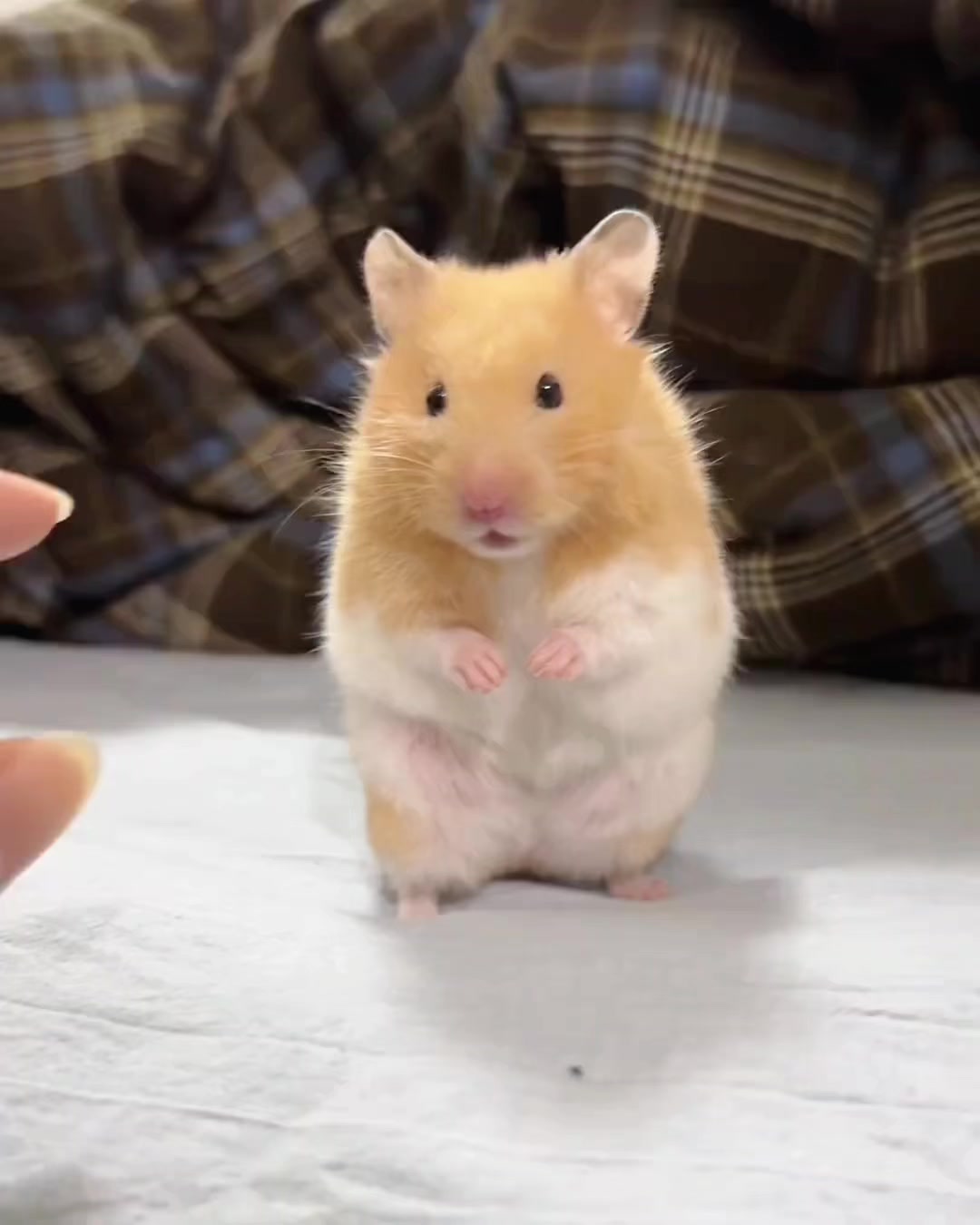 暴走英雄坛真是太好玩了