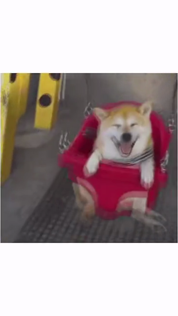 嘻嘻，柴犬侠最新视频～