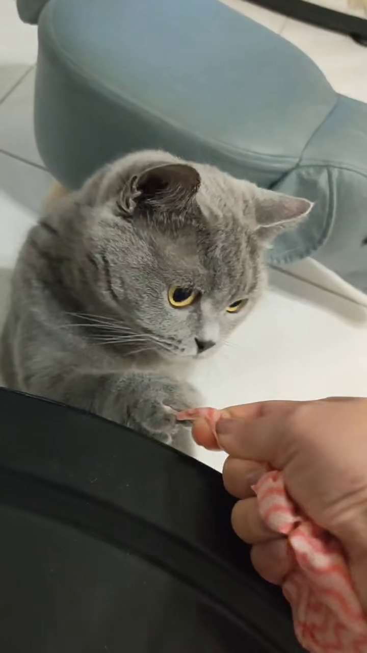 从今天开始我们创建了《萌宠故事》版块