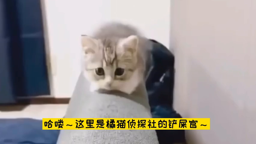 橘猫侦探社-重要NPC社长篇介绍，橘猫社长究竟是谁？