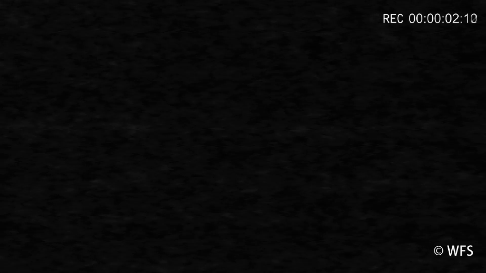 【预告】监控中的小猫，这是？！……