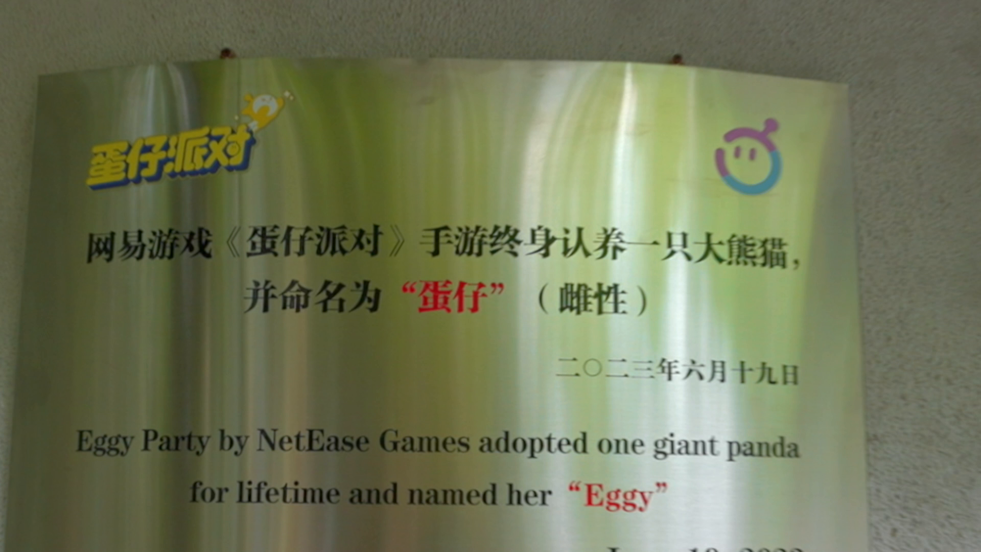 大熊猫“蛋仔”放映室①｜点击探寻大熊猫的可爱心声！